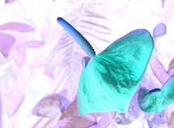 Negatyw
