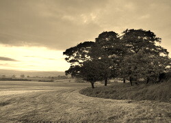 Szary + Sepia