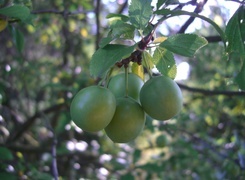 Oryginalny obrazek