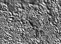 Skamielina