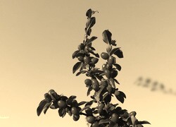 Szary + Sepia