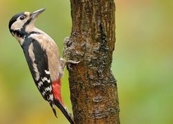 Oryginalny obrazek