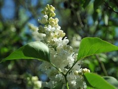 Oryginalny obrazek