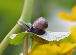 Oryginalny obrazek