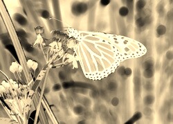 Sepia + Negatyw