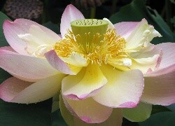 Oryginalny obrazek