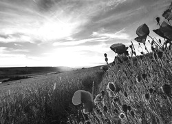 Szary + Sepia