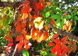 Oryginalny obrazek