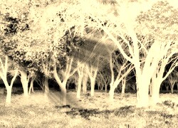 Sepia + Negatyw