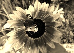 Szary + Sepia