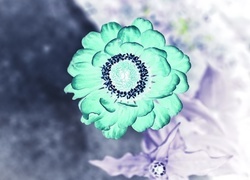 Negatyw