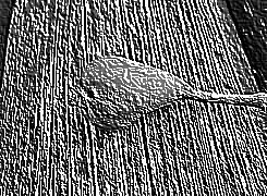 Skamielina
