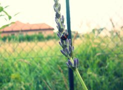 Oryginalny obrazek