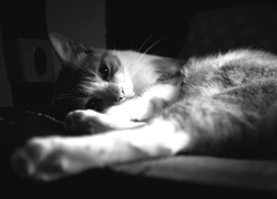 Szary + Sepia