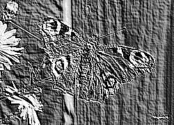 Skamielina