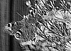 Skamielina