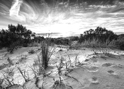 Szary + Sepia