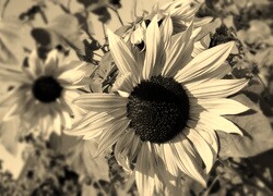 Szary + Sepia