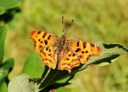 Oryginalny obrazek