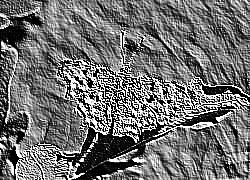 Skamielina