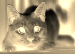 Sepia + Negatyw