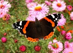 Oryginalny obrazek