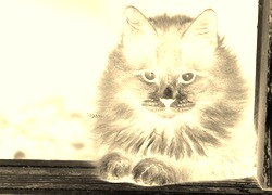 Sepia + Negatyw