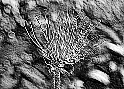 Skamielina