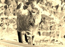 Sepia + Negatyw