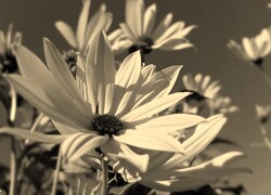 Szary + Sepia