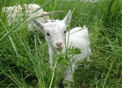 Oryginalny obrazek