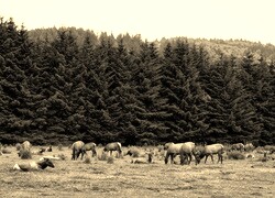 Szary + Sepia