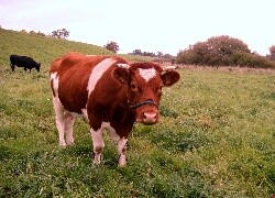 Oryginalny obrazek