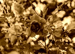 Sepia