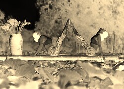 Sepia + Negatyw