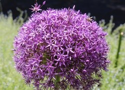 Oryginalny obrazek