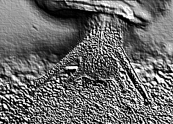 Skamielina