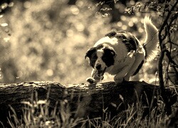 Sepia