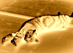 Sepia + Negatyw