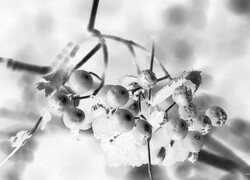 Szary + Negatyw