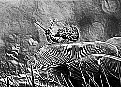 Skamielina