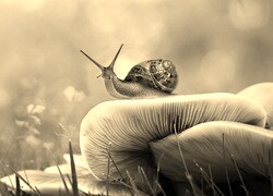 Szary + Sepia
