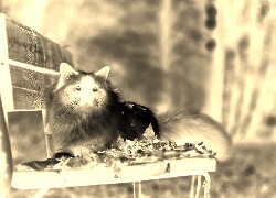 Sepia + Negatyw