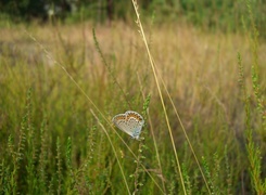 Oryginalny obrazek