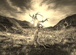 Szary + Sepia