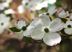 Oryginalny obrazek