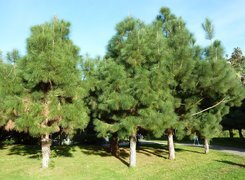 Oryginalny obrazek