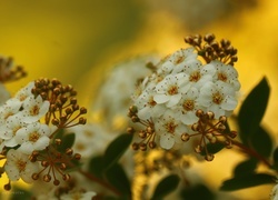 Oryginalny obrazek