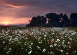 Oryginalny obrazek