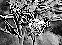 Skamielina